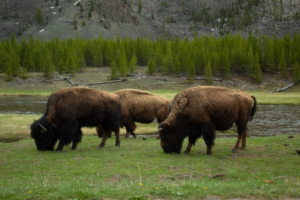 Yellowstone National Park