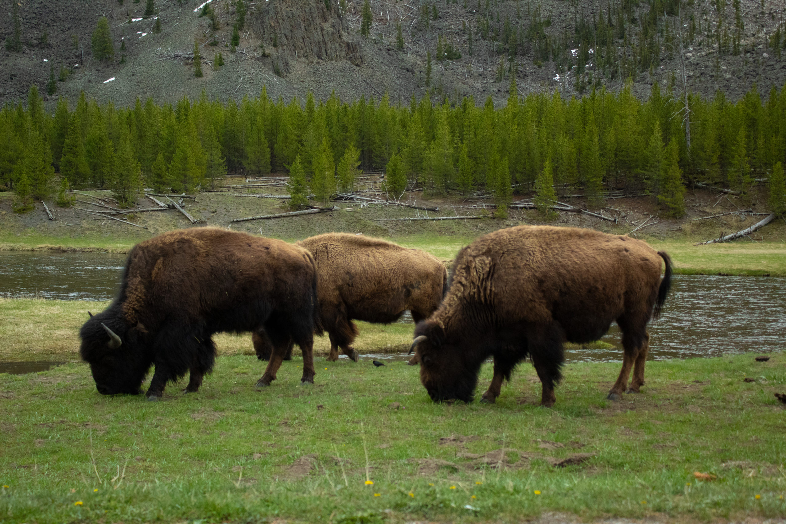 Yellowstone National Park