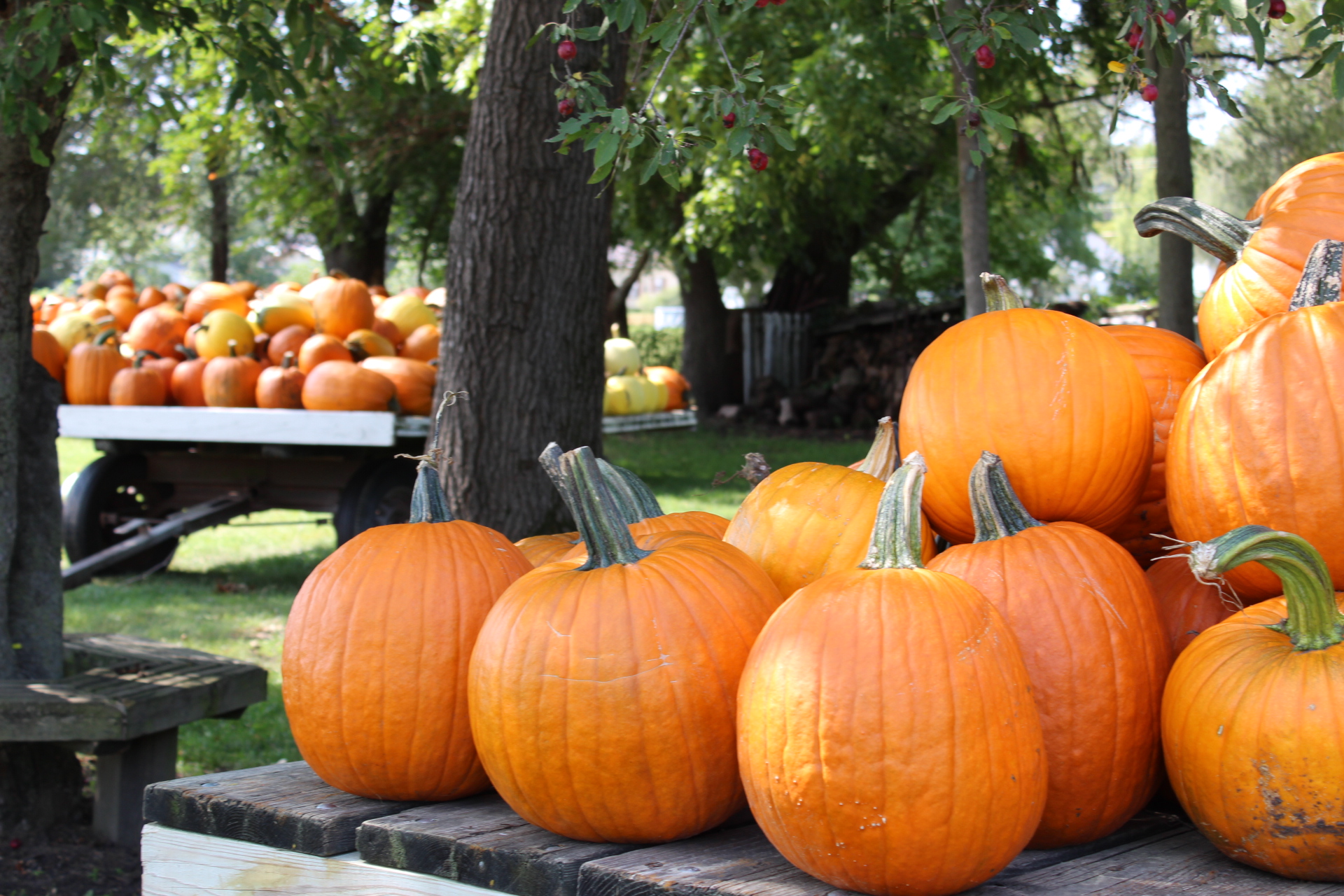 Sherman Pumpkin Farm 2022