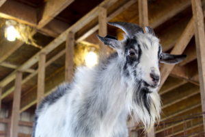 Red Rocks Farm 2022