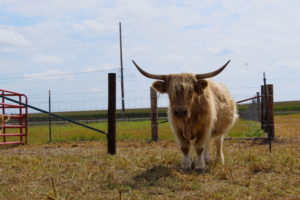Red Rock Farm 2022